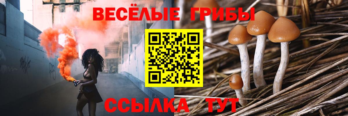 Псилоцибиновые грибы прущие грибы  Псилоцибиновые грибы Cubensis  купить наркотик  Зеленодольск  Вход с VPN 